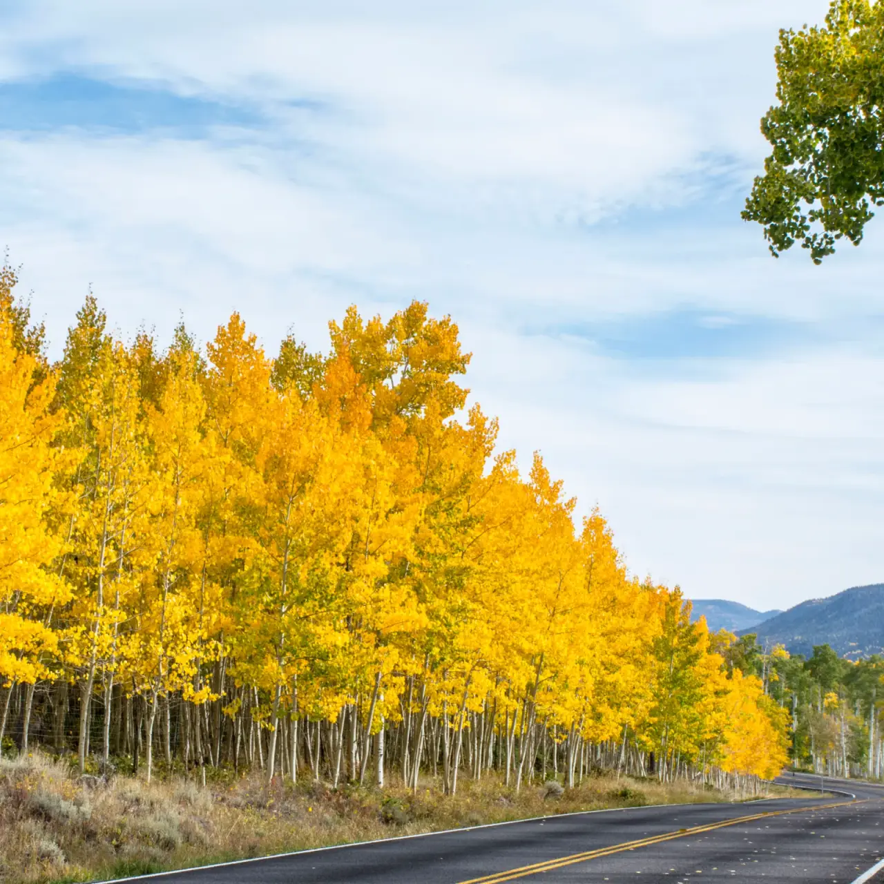 Pando tree — quaking aspen grove, one of the largest single organisms on Earth